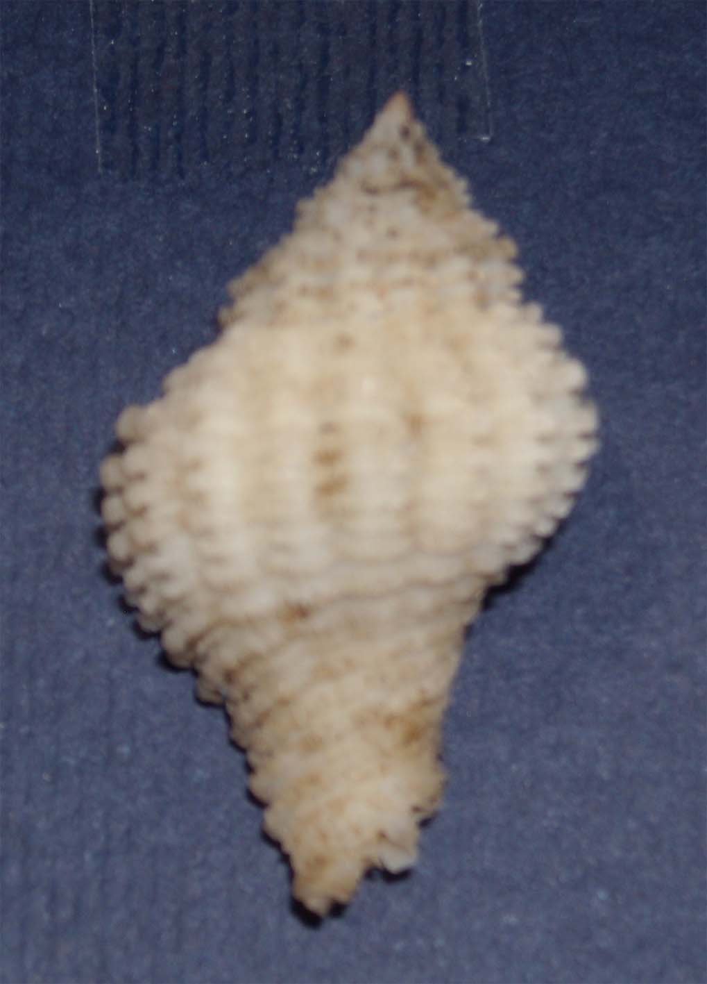 coralliophila serrata